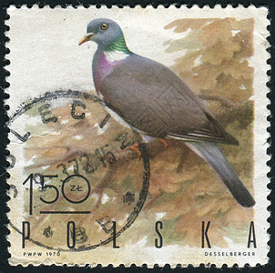 标记 M邮局野生动物羽毛翅膀动物信封鸽子邮件邮资卡片图片
