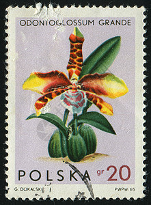 标记 M爱好花蕾邮政生物学热带植物植物群邮票地址邮戳图片