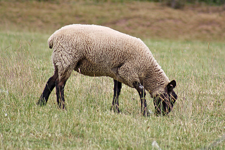 绵羊国家牧场哺乳动物草地内存农村土地团体场地羊肉图片