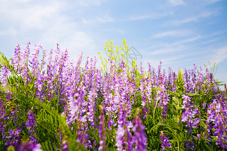 夏季时间天空荒野蚕豆植物群国家叶子蓝色晴天场地紫色图片