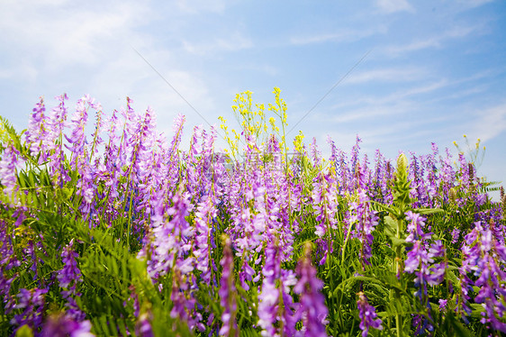 夏季时间天空荒野蚕豆植物群国家叶子蓝色晴天场地紫色图片