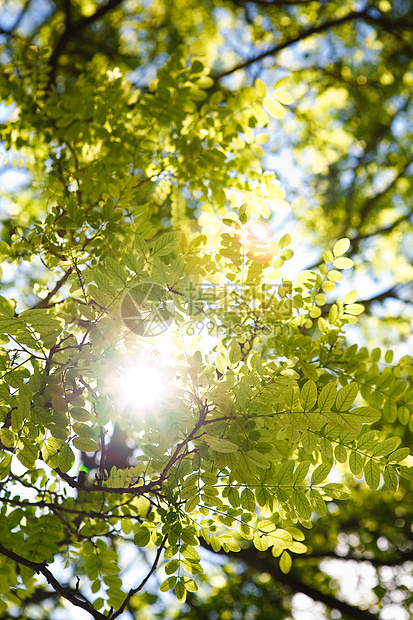 树的顶端蓝色植物群天堂分支机构天空晴天阳光树木植物树叶图片