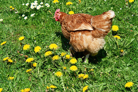 汉内梳子环境鸟类公鸡栅栏翅膀农场小鸡农家院牧场图片