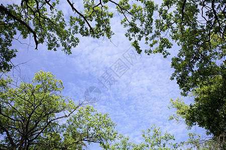 天空晴天树干森林季节太阳树叶环境美丽植物生活图片