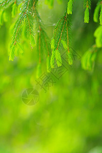 叶子环境植物群生长树叶宏观植物学森林植物分支机构生活图片