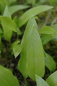 大蒜蔬菜草地植物木头荒野树叶香料草本植物食物生活图片