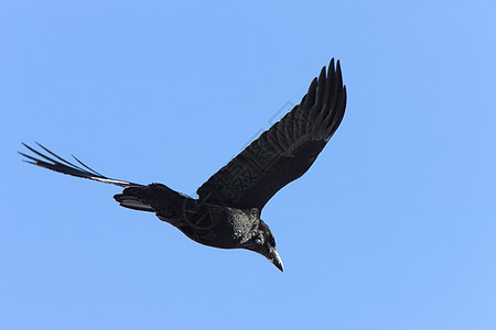 乌鸦在飞行中白色黑色羽毛天空动物图片