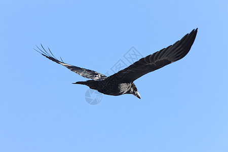 乌鸦在飞行中黑色动物天空白色羽毛图片
