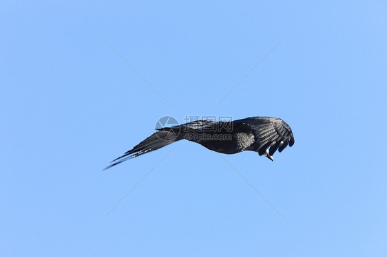 乌鸦在飞行中动物白色羽毛黑色天空图片