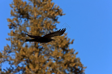 乌鸦在飞行中天空动物白色羽毛黑色图片