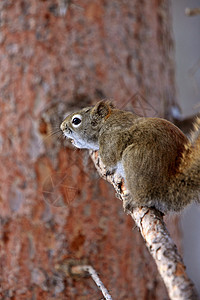加拿大冬季的红松鼠头发野生动物刷子鼻子哺乳动物生活旅行墙纸尾巴荒野图片