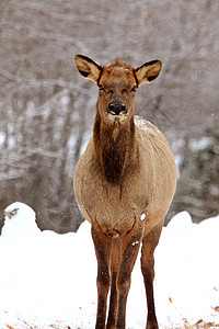 加拿大冬季的石头野生动物鹿角男性游戏季节白色驯鹿荒野动物图片