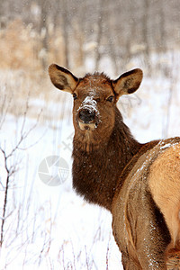 加拿大冬季的石头游戏季节白色鹿角男性野生动物动物荒野驯鹿图片