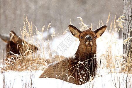 加拿大冬季的石头白色驯鹿鹿角游戏荒野男性季节野生动物动物图片