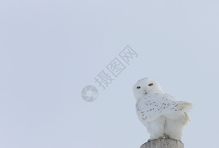 加拿大雪鸮眼睛环境捕食者白色羽毛荒野脊椎动物猫头鹰猎物鸟类图片