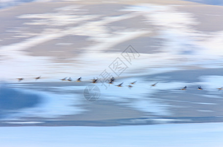 春春早抵达加拿大的鹅子在飞行中天空航班游泳白色翅膀动物羽毛移民蓝色家庭图片