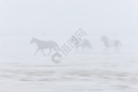 加拿大萨斯喀彻温山雾雾流中的马匹图片