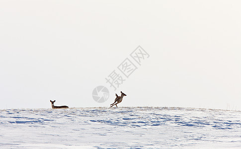 在冬季运行的鹿游戏牛角荒野季节性毛皮季节动物野生动物场地白色图片