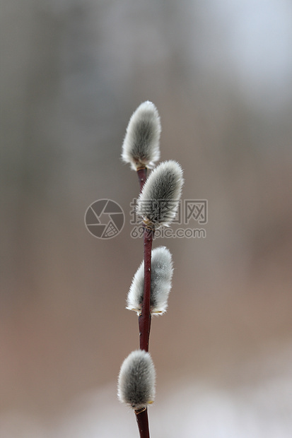 春月的普西柳柳铭文生活植物柳絮环形枝条季节花粉蓝色花束图片