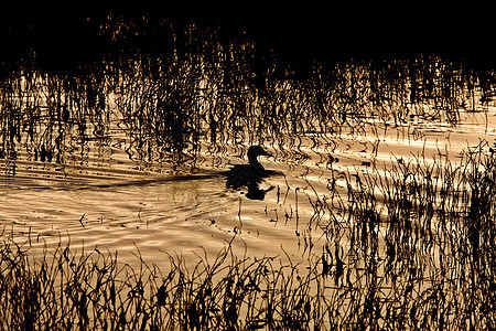加拿大萨斯喀彻温Pond Sunset的鸭子硅泥图片
