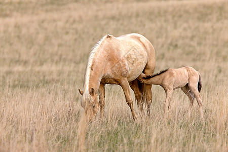 加拿大萨斯喀彻温省Pasture的马和Colt母亲农场投注速度感情赌注马术动物场地跑步图片