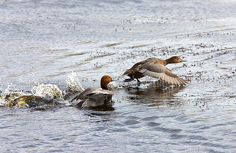 在加拿大萨斯喀彻温省游泳的加拿大棕色眼睛动物羽毛池塘野生动物绿色翅膀白色水禽图片
