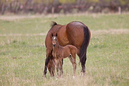 加拿大萨斯喀彻温省Pasture的马和Colt速度场地赌注良种母亲投注运动农场马术跑步图片