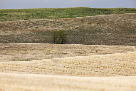 高平原丘陵加拿大萨斯喀彻温草原丘陵农业图片