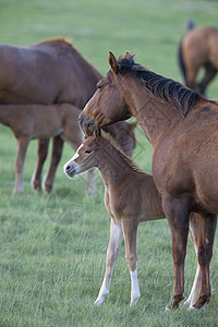 加拿大萨斯喀彻温省Pasture的马和Colt母亲场地牧场良种动物赌注运动跑步投注速度图片