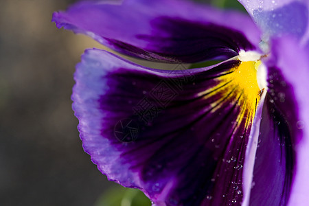 切合相片花朵植物公园紫色宏观园艺植物群蓝色黄色叶子花园图片
