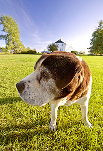 赫克拉岛马尼托巴的圣伯纳德狗动物哺乳动物宠物棕色朋友犬类白色图片