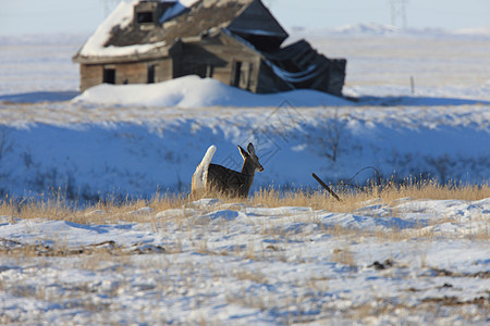 加拿大冬季的白尾鹿游戏荒野季节野生动物动物牛角哺乳动物喇叭毛皮寒冷图片