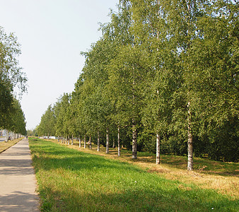 伯赫大道天气叶子季节桦木生活绿色树干天空太阳蓝色图片