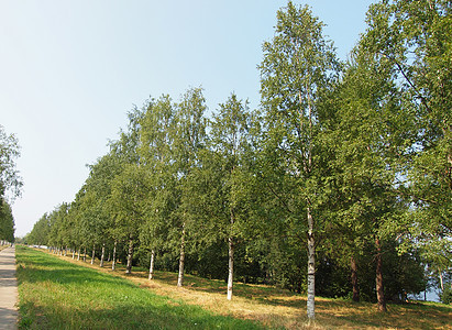 夏天公园荒野蓝色树干植物绿色大街桦木叶子太阳生活图片