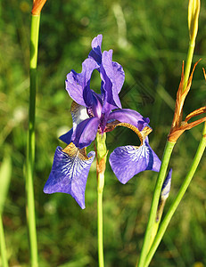 西伯利亚爱丽丝紫花朵花序花瓣地面紫色绿色花园花梗植物黄色花管图片