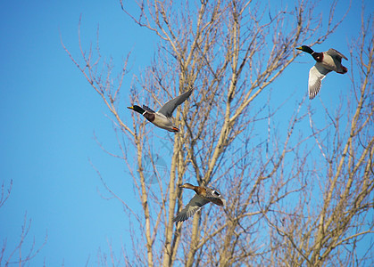 在飞行中鸭鸭白鹭航班湖畔湿地公园沼泽羽毛翅膀鸟类鸭子图片