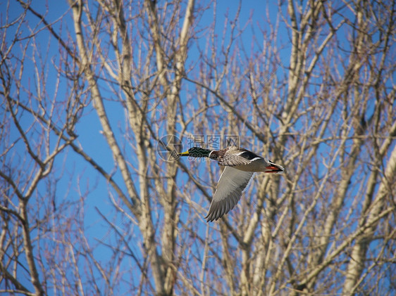 在飞行中鸭鸭翅膀白色白鹭湿地鸭子航班公园沼泽嘎嘎湖畔图片