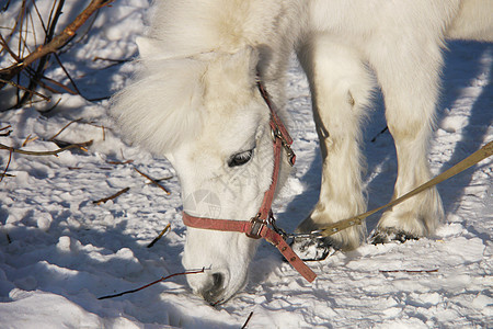 冬天一匹白马的肖像农田国家晴天乡村蓝色动物天空季节谷仓农场图片