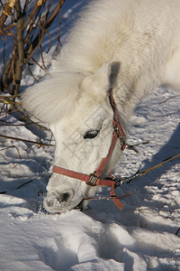 冬天一匹白马的肖像乡村谷仓农村蓝色木头栅栏季节天空场地小马图片