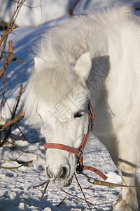 冬天一匹白马的肖像木头乡村小马谷仓季节晴天动物蓝色天空农村图片