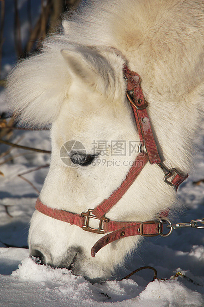 冬天一匹白马的肖像小马蓝色晴天农村谷仓木头场地季节农场农田图片