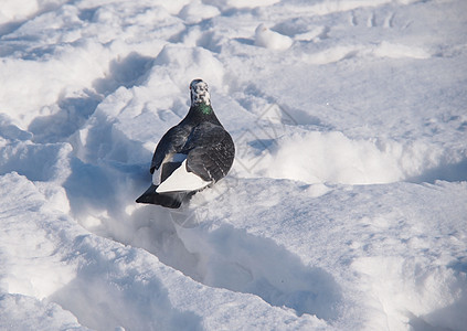 冬天雪上孤单的黑鸽子图片