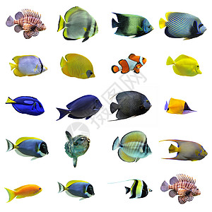 鱼群种类翼龙动物宏观水族馆色彩热带鱼神仙鱼鱼缸两栖大帝图片
