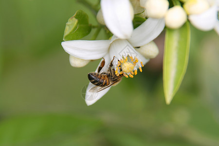 花蜜植物蜜蜂绿色昆虫图片