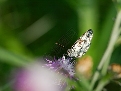 蝴蝶日光植物昆虫活力宏观生物学绿色植物野生动物草地场地图片