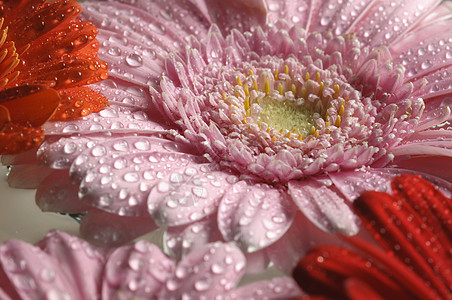 粉红 橙色和红色的Gerber花朵盛开宏观植物群绿色季节植物粉色花束格柏美丽花瓣图片