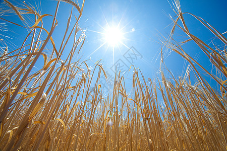 和太阳粮食金子耳朵场地草地植物天空国家晴天玉米图片
