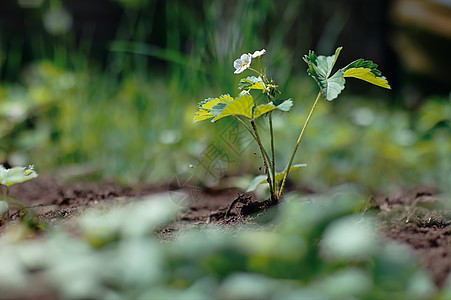 带花朵的草莓植物花粉生长场地农场香气园艺土地地面花园花瓣图片