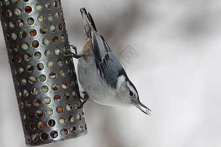 饥饿 怀着白色乳房的Nuthatch图片