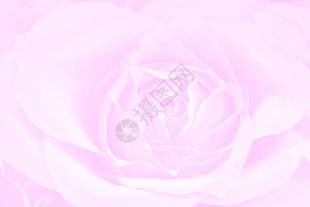 玫瑰粉红背景粉色礼物美丽白色植物宏观花瓣飞沫图片